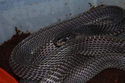 Mehelya  poensis