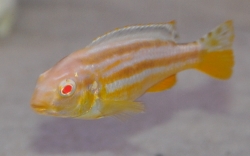 Melanochromis auratus albino