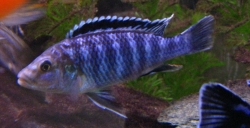 Melanochromis exasperatus
