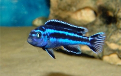 Melanochromis maingano