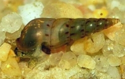 Melanoides tubercularia