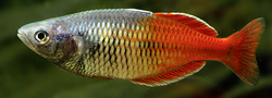 Melanotaenia boesemani red 5 - 6 cm
