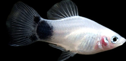 Xiphophorus maculatus - Calico White  