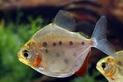 Mytenys sp. Big Spot Peru Wild