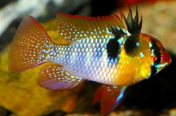 Microgeophagus ramirezi