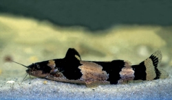 Microglanis parahybae