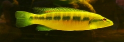 Crenicichla missioneira Uruguay Very rare