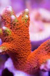 Montipora fire forest- Frag