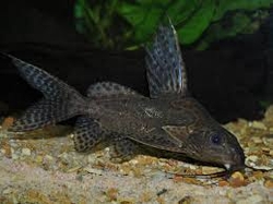 Synodontis multip. sp. black