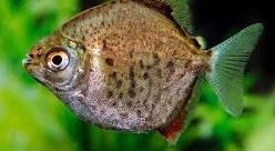 Myleus torquatus 6 - 7 cm   