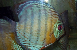 Symphysodon tarzoo "Nanay Peru Green Discus" WILD SM