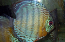 Symphysodon tarzoo "Nanay Peru Green Discus" WILD SM