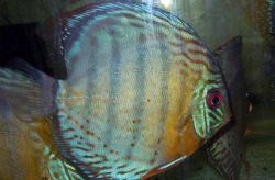 Symphysodon tarzoo "Nanay Peru Green Few Red Spotted Discus" WILD L/XL  