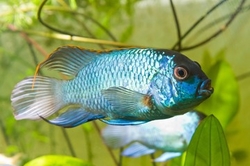 Nannacara anomala sp. neon blue