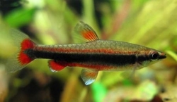 Nannostomus beckfordi red