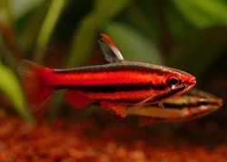 Nannostomus mortenthaleri