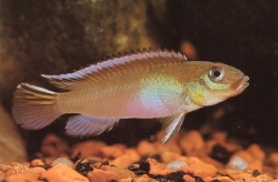 Nanochromis nudiceps