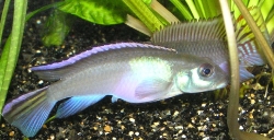 Nanochromis parilus