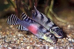 Nanochromis transverstitus