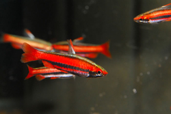 Nanostomus sp. Red  I(Mortenthaleri)