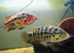 Parachromis motaguensis "Naranjo" EU breed