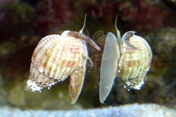 Nassarius sp.