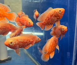 Astronotus ocelatus Albino Red Tiger NEMO Oscar L - Vrubozubec paví albín červený tygr 
