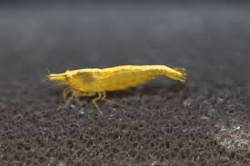 Neocaridina babaulti yellow laser