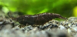 Neocaridina black star 