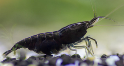 Neocaridina davidi black rose