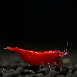 Neocaridina davidi Bloody Mary