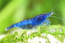 Neocaridina davidi blue mary