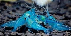 Neocaridina deniculata - Blue Pearl