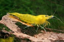 Neocaridina deniculata yellow