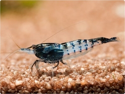 Neocaridina denticulata black carbon rilli