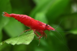 Neocaridina denticulata super red sakura