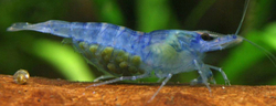 Neocaridina heteropoda Blue Jelly 1 - 1,5 cm 