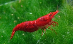Neocaridina heteropoda "Sakura" -Super Red