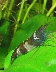 Neocaridina sp.II (bee shrimp)