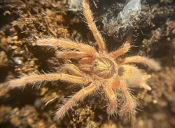 Neoholothele incei gold