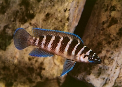 Neolamprologus cylindricus