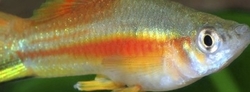Xiphophorus maculatus - Papagay  