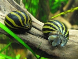 Neritina natalensis Big Line Zebra