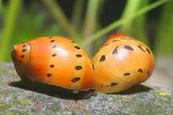 Neritina semiconica- Union Snail  
