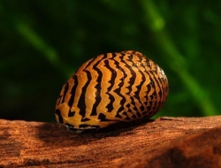Neritina snail - paralella Batic Snail