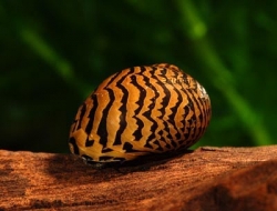 Neritina snail - paralella