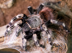 Nhandu chromatus    c.b.