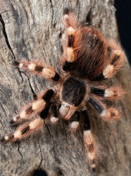 Nhandu coloratovillosus c.b.