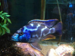 Nimbochromis livingstoni  