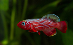 Nothobranchius cardinalis